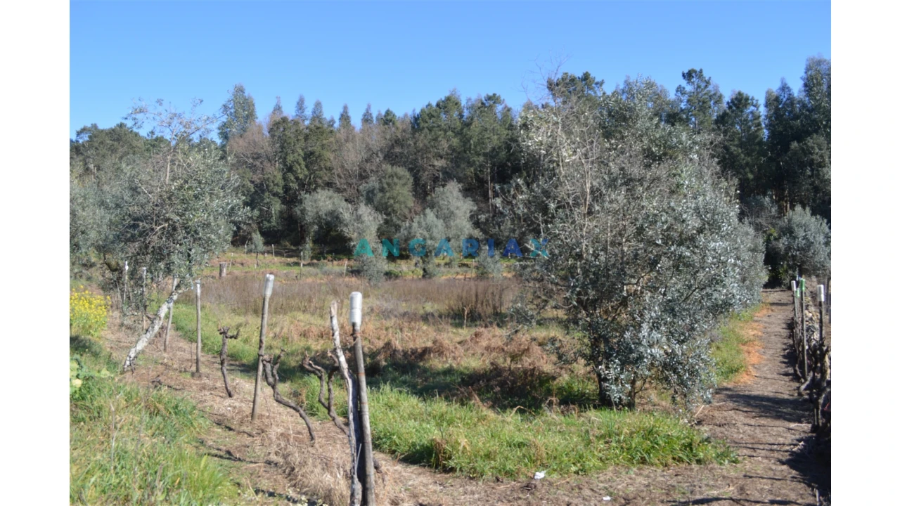 Terreno para Venda em Figueiró dos Vinhos e Bairradas Foto 13