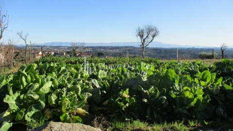 Quinta T0 para Venda em São João de Lourosa