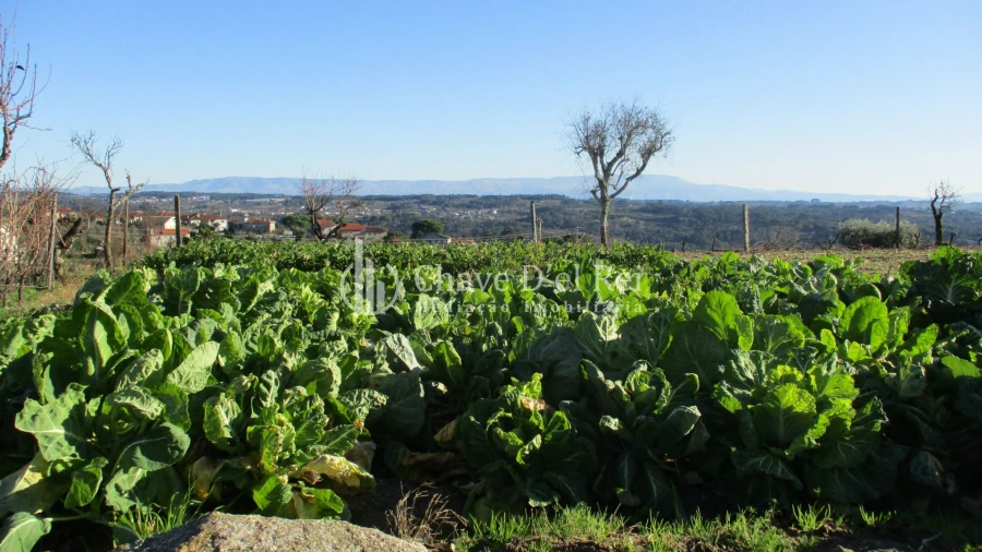 Quinta T0 para Venda em São João de Lourosa Foto 4