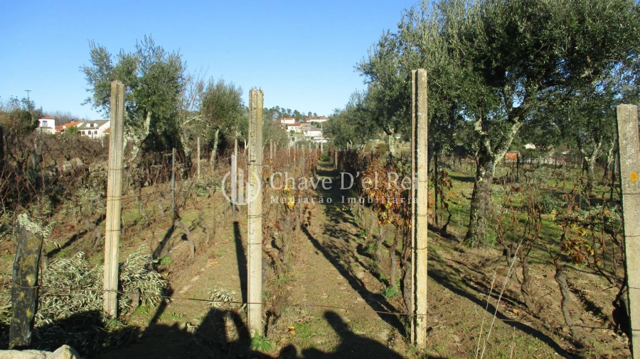 Quinta T0 para Venda em São João de Lourosa Foto 11
