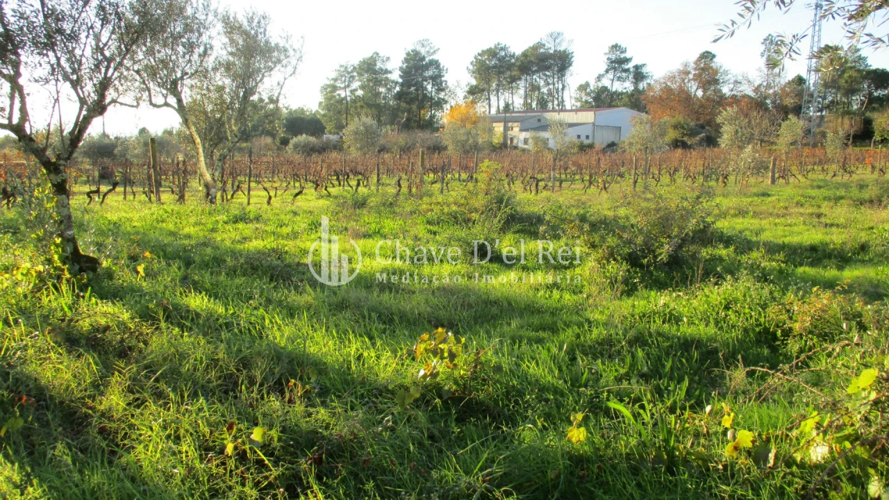 Quinta T0 para Venda em São João de Lourosa Foto 19