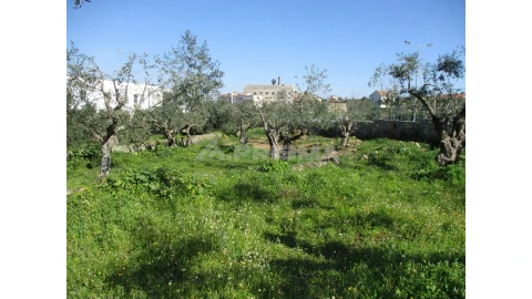 Terreno para Venda em Castelo Branco