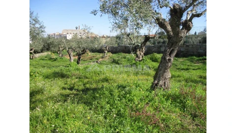 Terreno para Venda em Castelo Branco