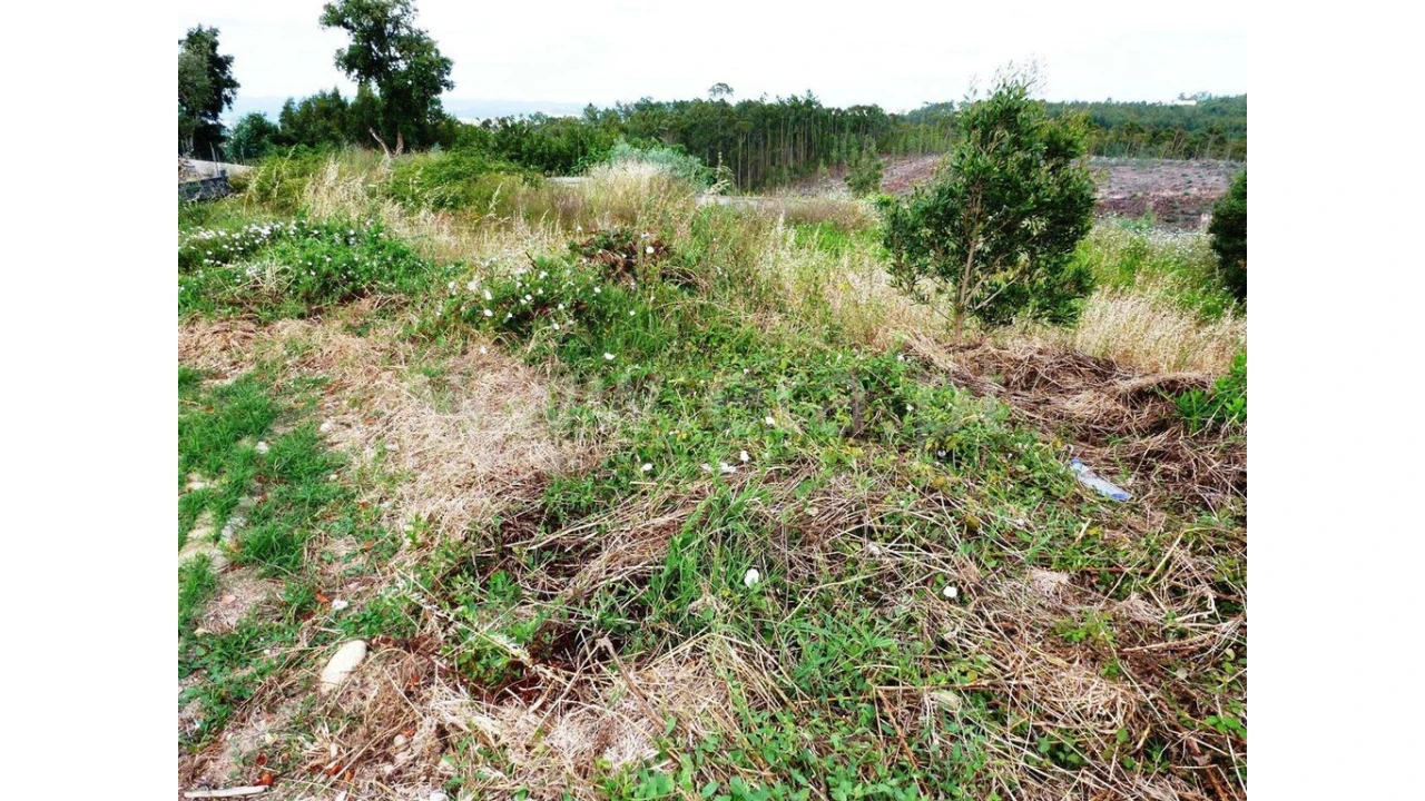 Terreno para Venda em São Martinho de Árvore e Lamarosa Foto 1