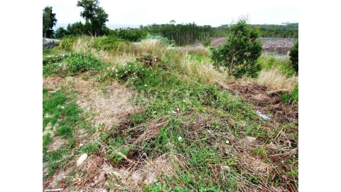 Terreno para Venda em São Martinho de Árvore e Lamarosa
