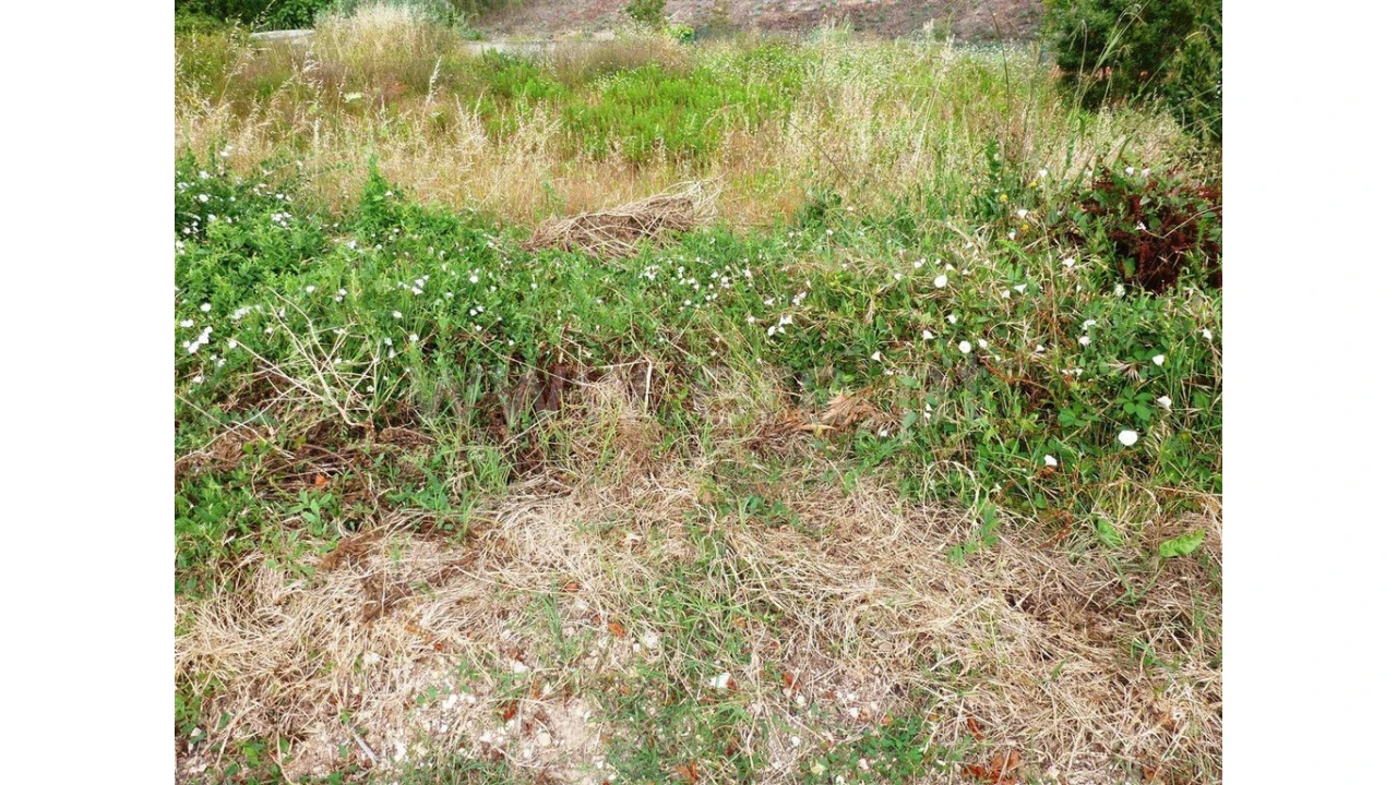 Terreno para Venda em São Martinho de Árvore e Lamarosa Foto 2