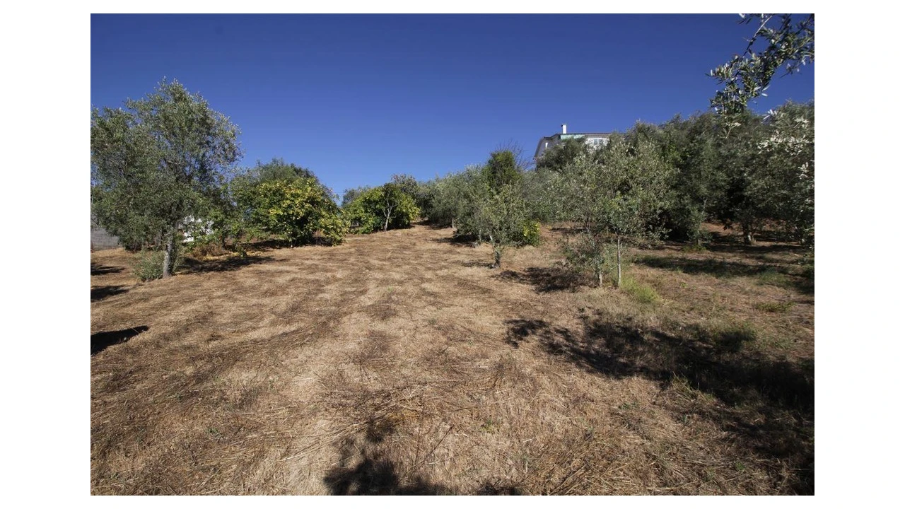 Terreno para Venda em Eiras e São Paulo de Frades Foto 4
