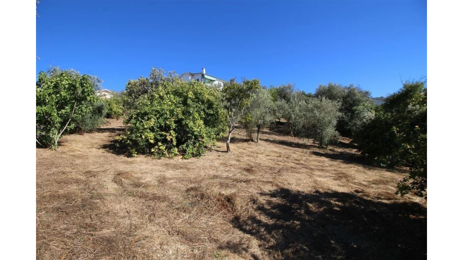 Terreno para Venda em Eiras e São Paulo de Frades Foto 2