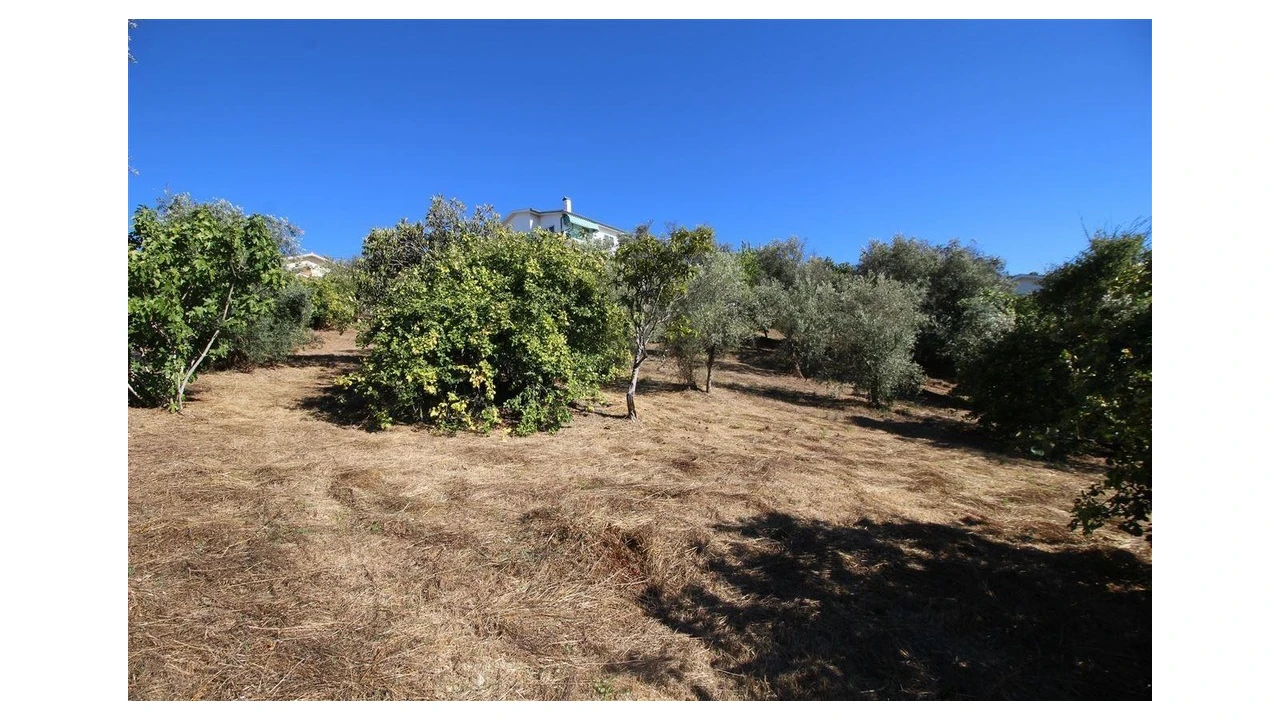 Terreno para Venda em Eiras e São Paulo de Frades Foto 2