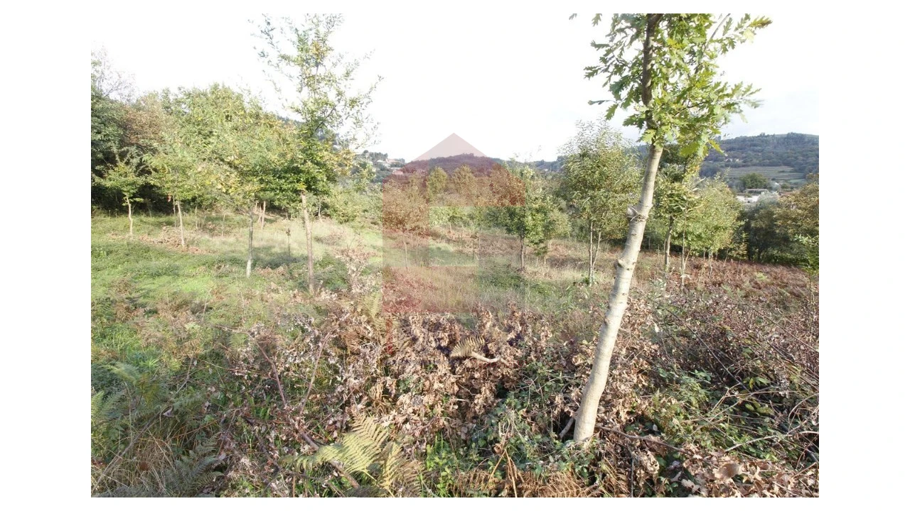 Terreno para Venda em Pico de Regalados, Gondiães e Mós Foto 4
