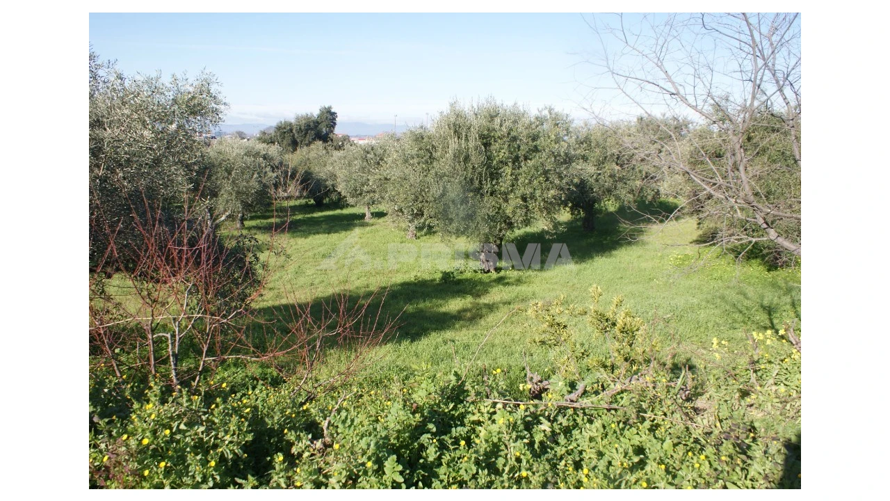 Quinta para Venda em Castelo Branco Foto 9