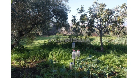 Quinta para Venda em Castelo Branco