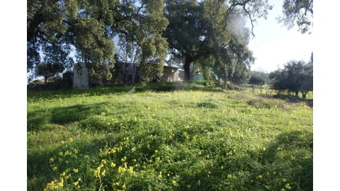 Quinta para Venda em Castelo Branco