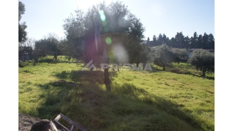Quinta para Venda em Castelo Branco