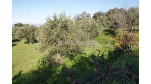 Quinta para Venda em Castelo Branco