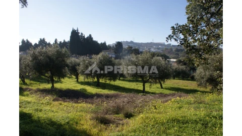 Quinta para Venda em Castelo Branco