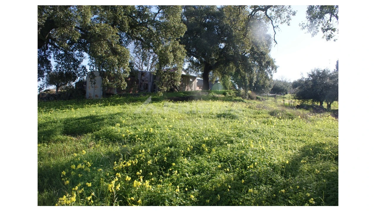 Quinta para Venda em Castelo Branco Foto 10