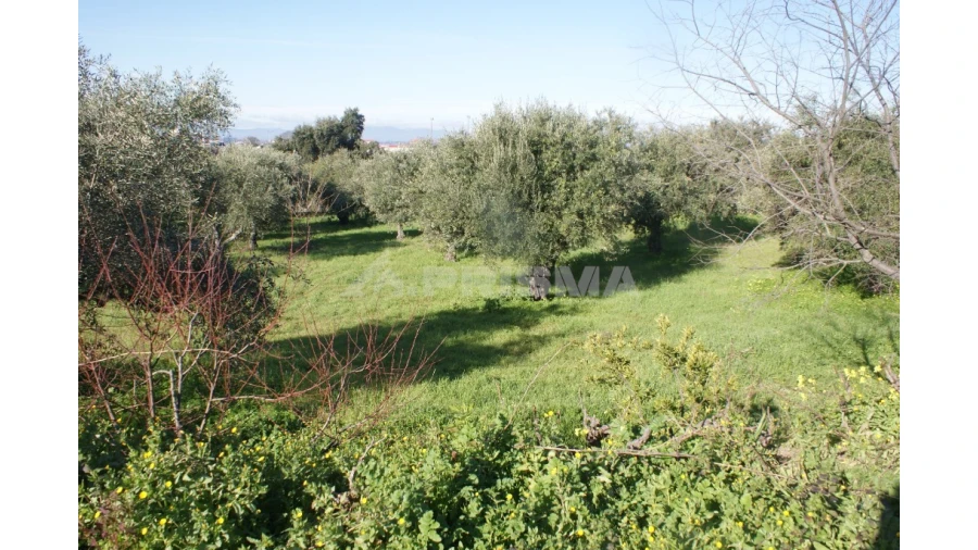 Quinta para Venda em Castelo Branco Foto 9