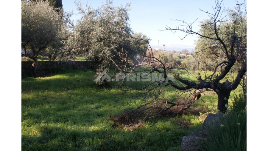 Quinta para Venda em Castelo Branco Foto 3