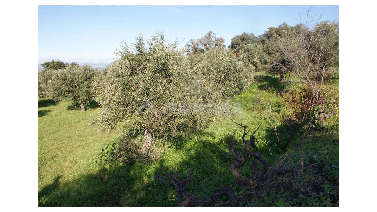 Quinta para Venda em Castelo Branco Foto 19