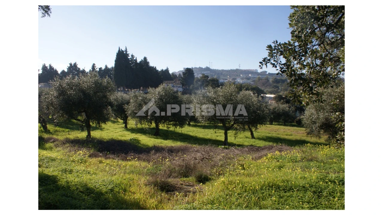 Quinta para Venda em Castelo Branco Foto 23