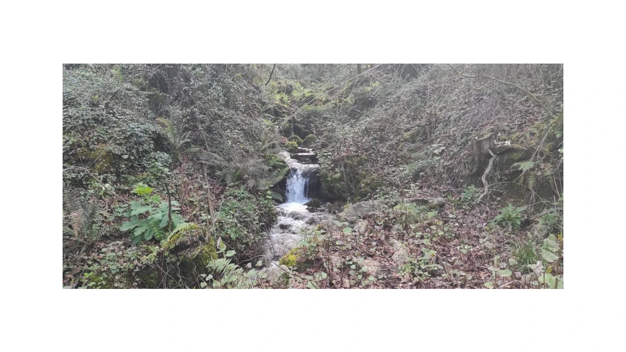 Terreno para Venda em Moimenta Foto 1