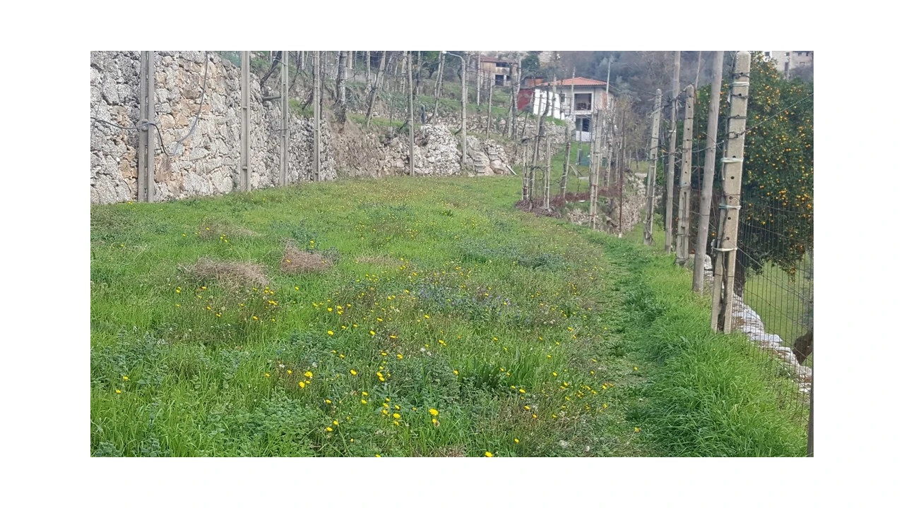 Terreno para Venda em Ribeira Foto 7