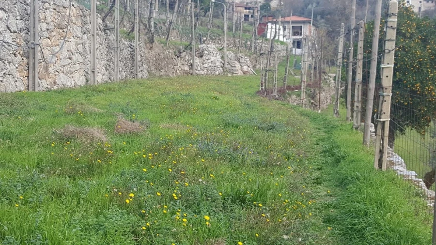 Terreno para Venda em Ribeira Foto 7