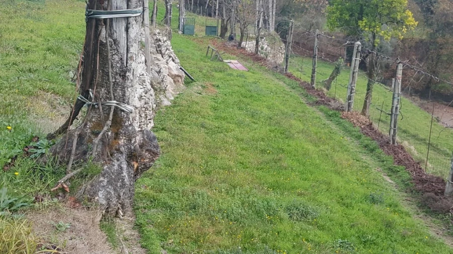 Terreno para Venda em Ribeira Foto 9