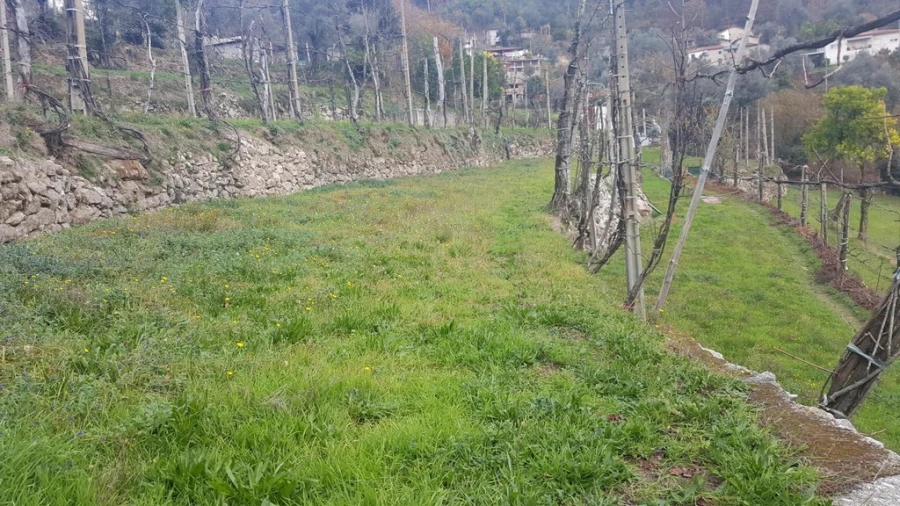 Terreno para Venda em Ribeira Foto 12