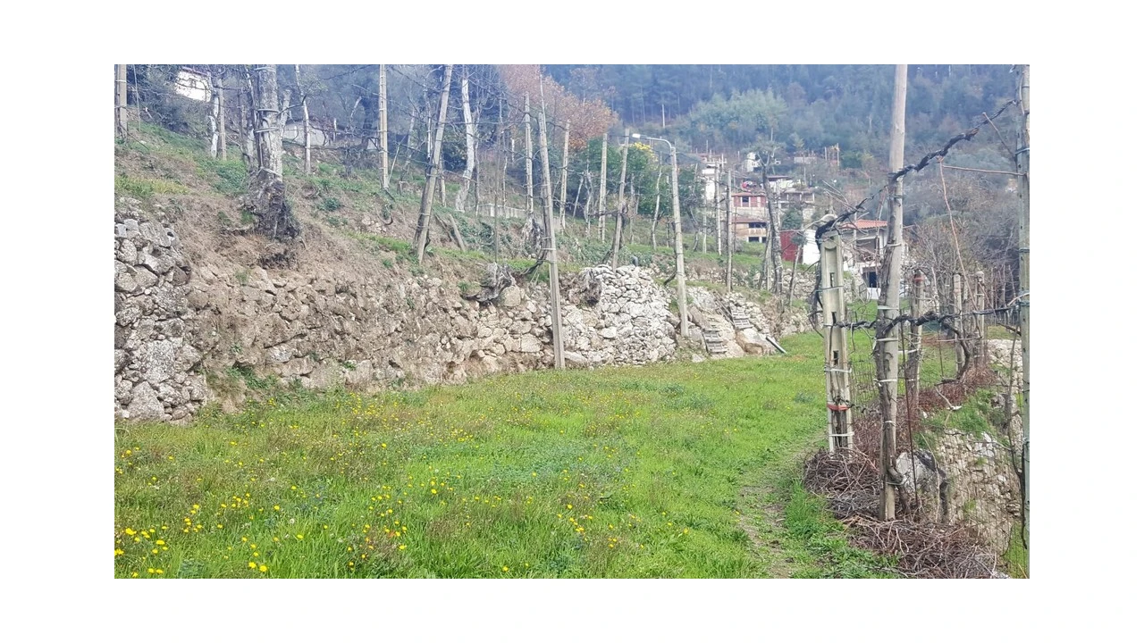 Terreno para Venda em Ribeira Foto 5