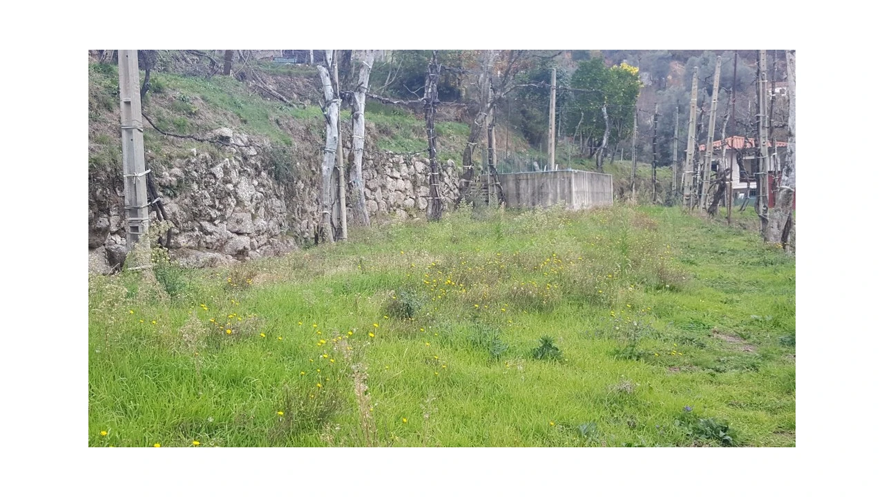 Terreno para Venda em Ribeira Foto 13