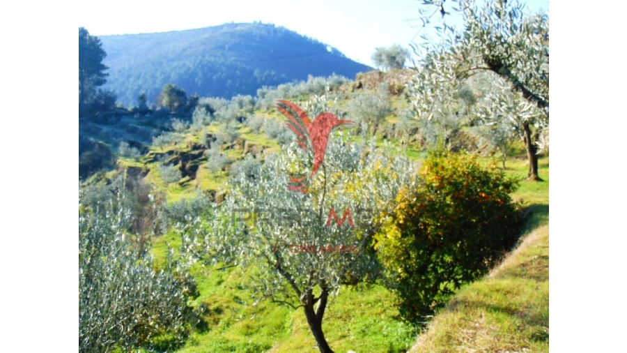 Terreno para Venda em Parada de Cunhos Foto 11