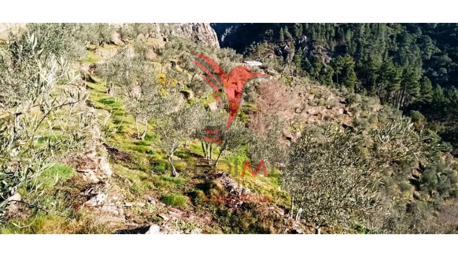 Terreno para Venda em Parada de Cunhos Foto 18