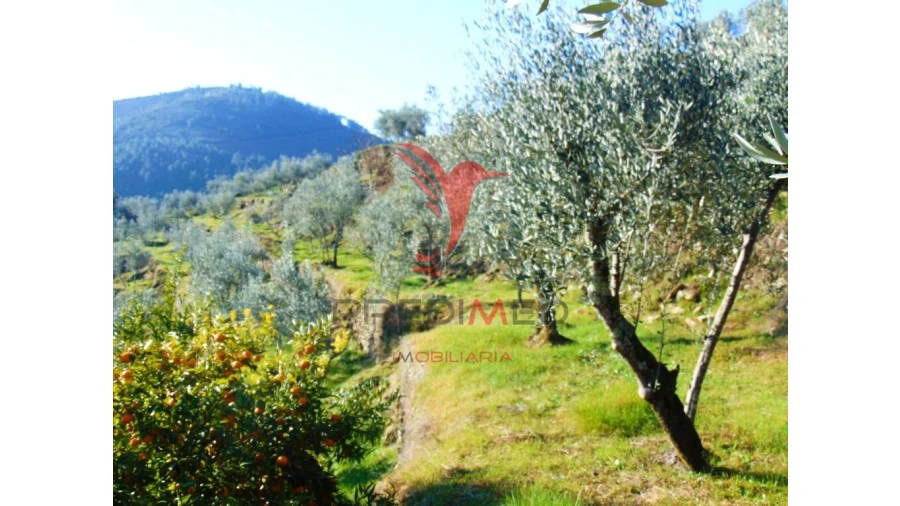Terreno para Venda em Parada de Cunhos Foto 10