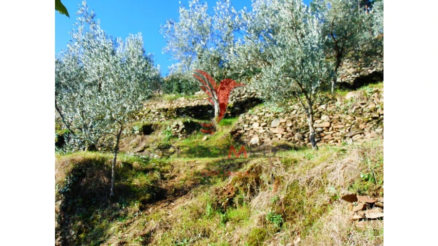 Terreno para Venda em Parada de Cunhos Foto 13