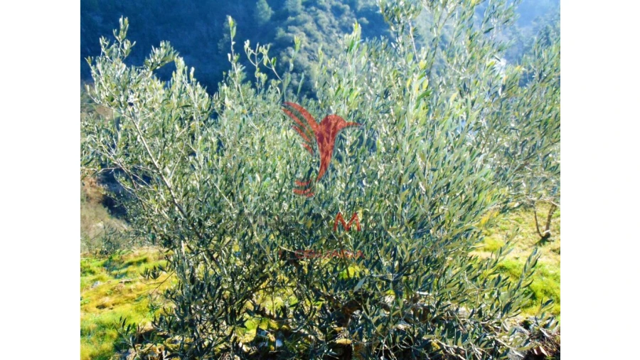Terreno para Venda em Parada de Cunhos Foto 3