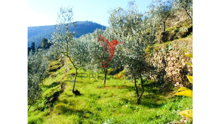Terreno para Venda em Parada de Cunhos Foto 12