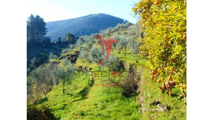 Terreno para Venda em Parada de Cunhos