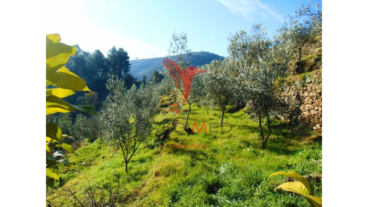 Terreno para Venda em Parada de Cunhos Foto 14