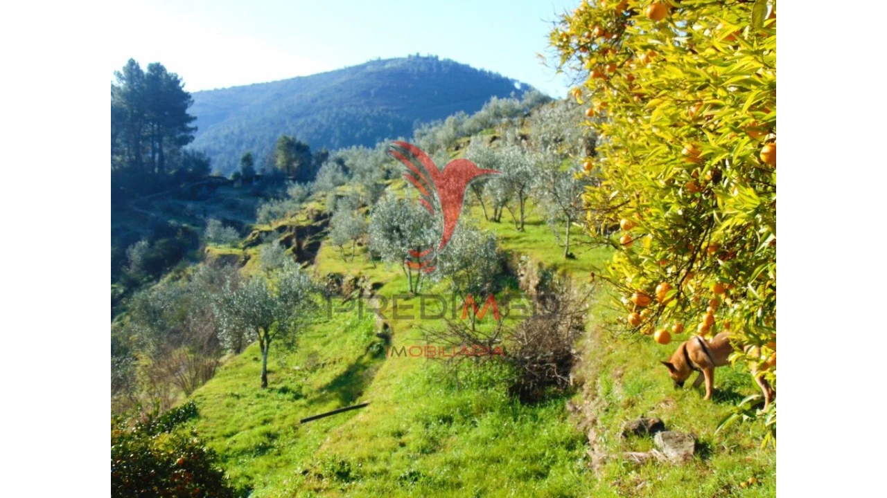 Terreno para Venda em Parada de Cunhos Foto 1