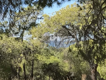 Terreno para Venda em Almancil