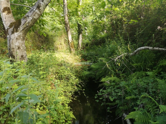 Quinta T0 para Venda em Sandomil Foto 4