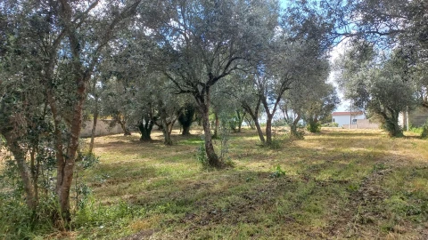 Terreno para Venda em Souto da Carpalhosa e Ortigosa