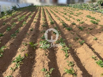 Terreno para Venda em Alvarelhos e Guidões