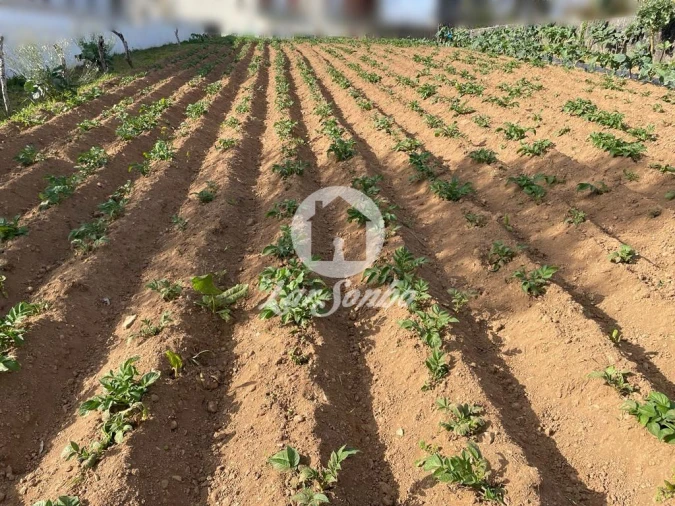 Terreno para Venda em Alvarelhos e Guidões Foto 7