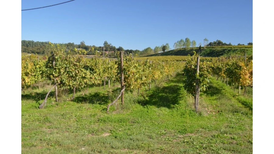 Quinta T5 para Venda em Rendufe Foto 23