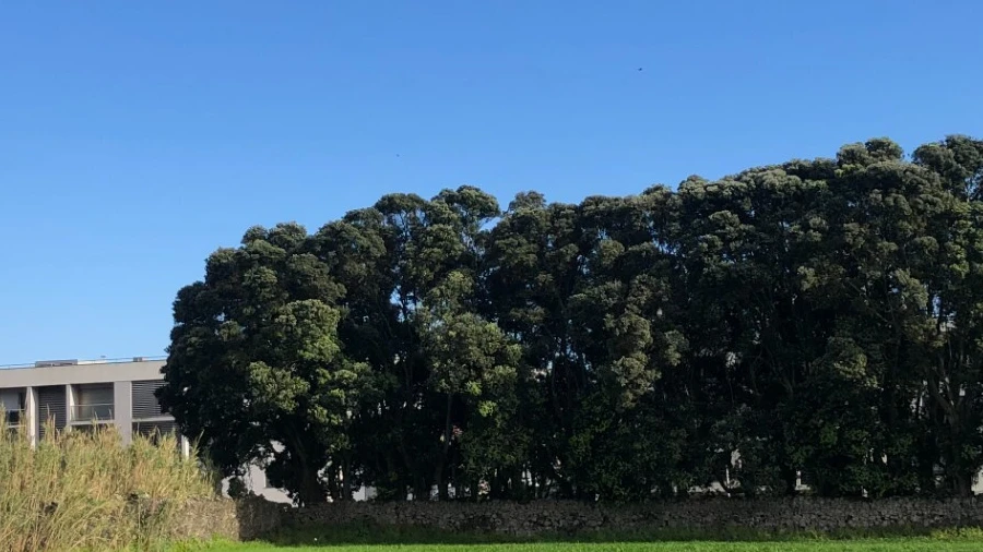Terreno para Venda em Ponta Delgada (São José)