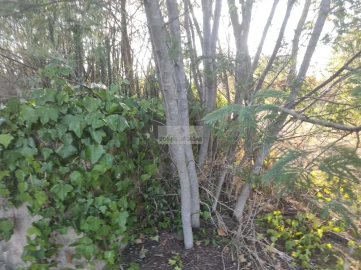 Terreno para Venda em Odiaxere