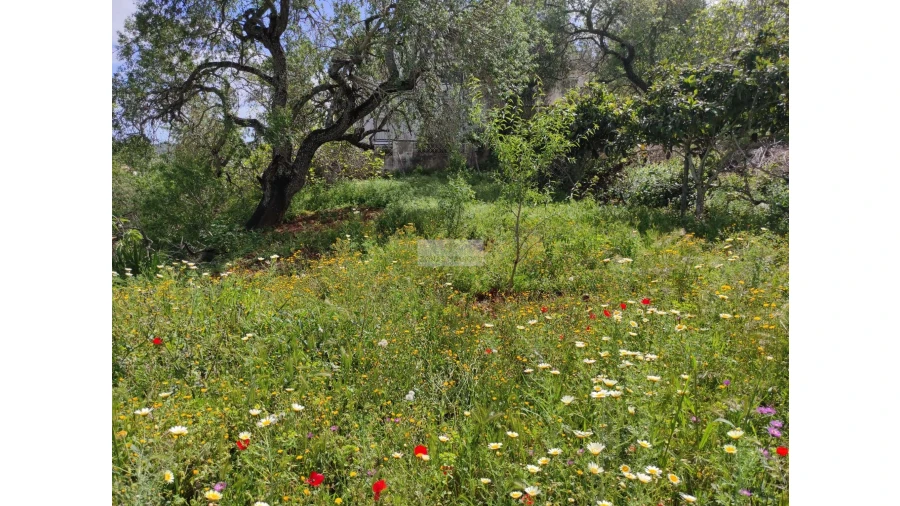Terreno para Venda em Lagos (São Sebastião e Santa Maria) Foto 17